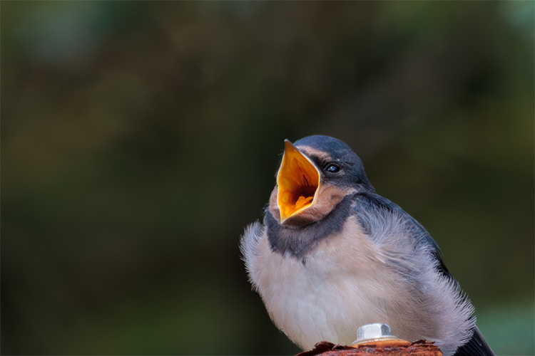 Swallow chichk begging